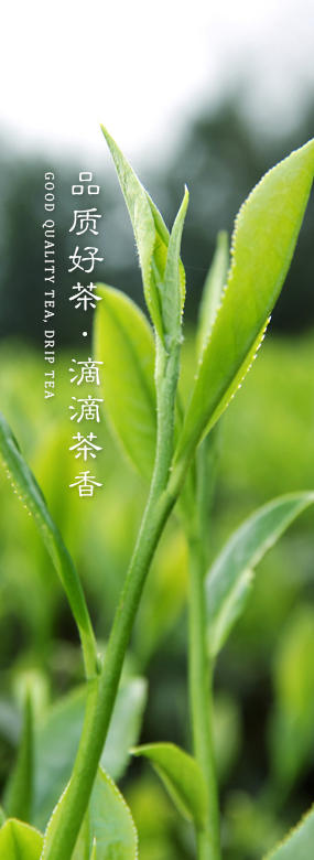 品质好茶·滴滴茶香